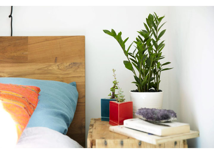 chon dung cay, dat dung cho trong nha de gia dinh luon may man va an yen