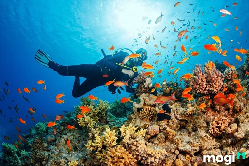 Trải nghiệm ngắm các rặng san hộ dưới biển.