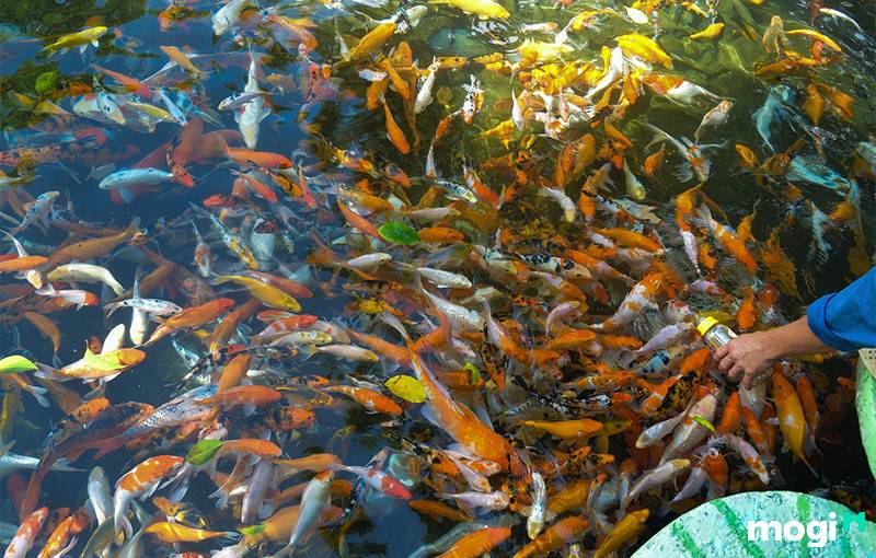 Suối Mơ Đồng Nai