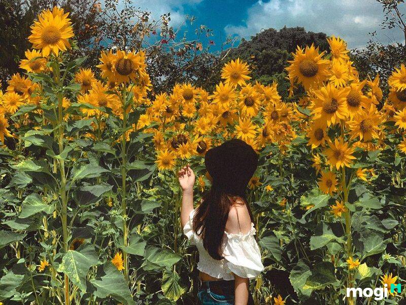 Suối Mơ Đồng Nai