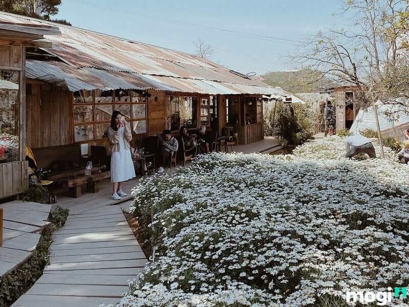 Vườn hoa cúc họa mi siêu đẹp