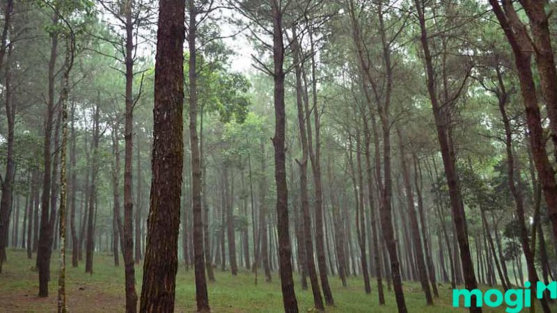 vườn quốc gia ba vì có gì chơi 