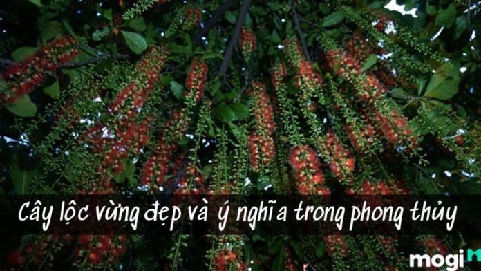 cây lộc vừng đẹp