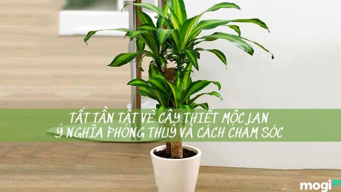 cây thiết mộc lan đẹp