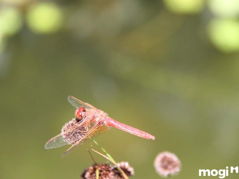 chuồn chuồn bay vào nhà