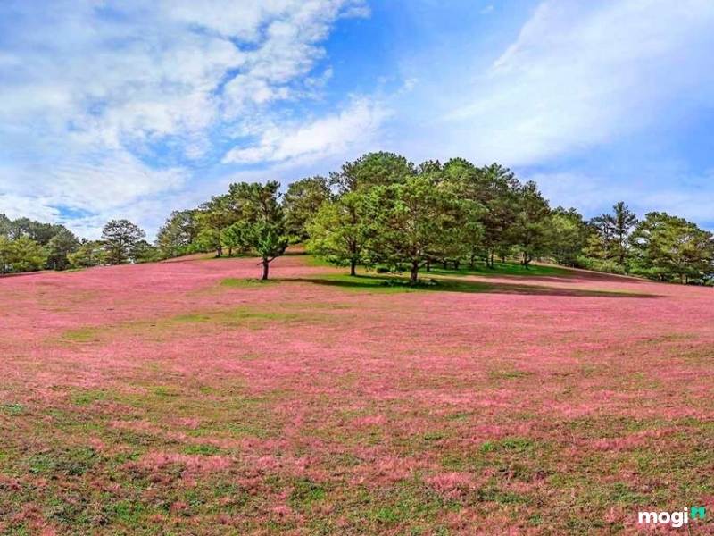 Đồi cỏ hồng Đà Lạt 