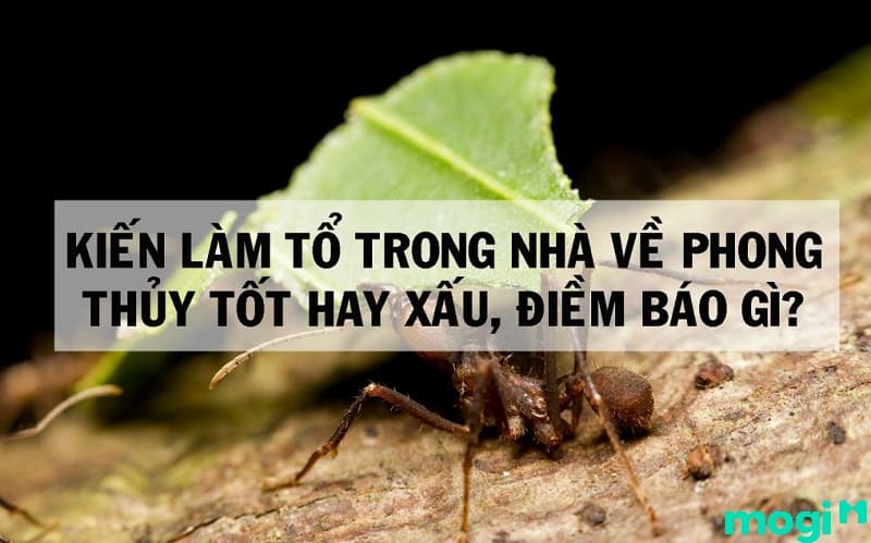 kiến cánh bay vào nhà