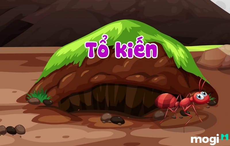 kiến cánh bay vào nhà