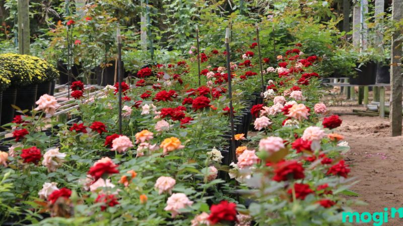 xây bồn hoa trước nhà