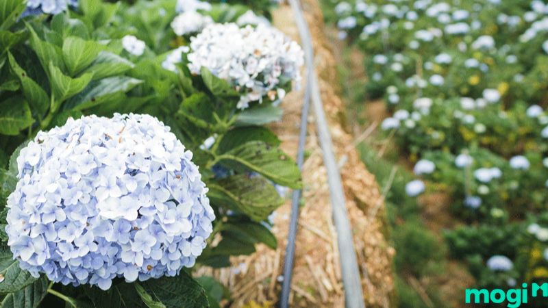 xây bồn hoa trước nhà