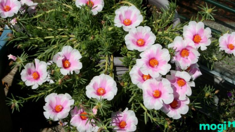 xây bồn hoa trước nhà