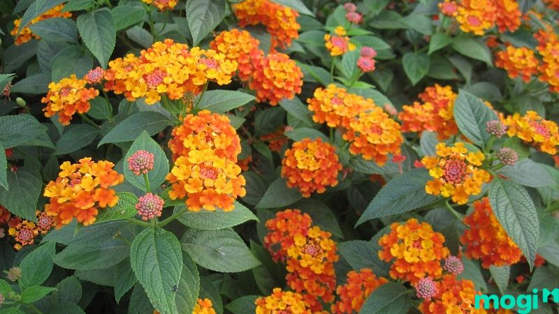 xây bồn hoa trước nhà