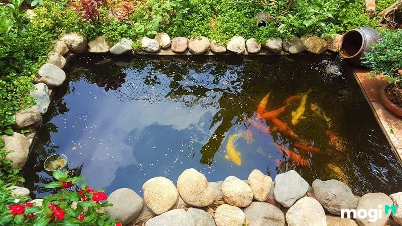 Lý do nên xây hồ cá trước nhà