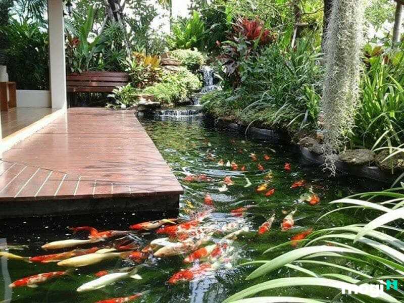 Xây hồ cá trước nhà cá koi