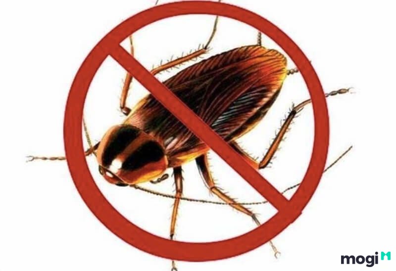 Các loại côn trùng trong nhà diệt gián