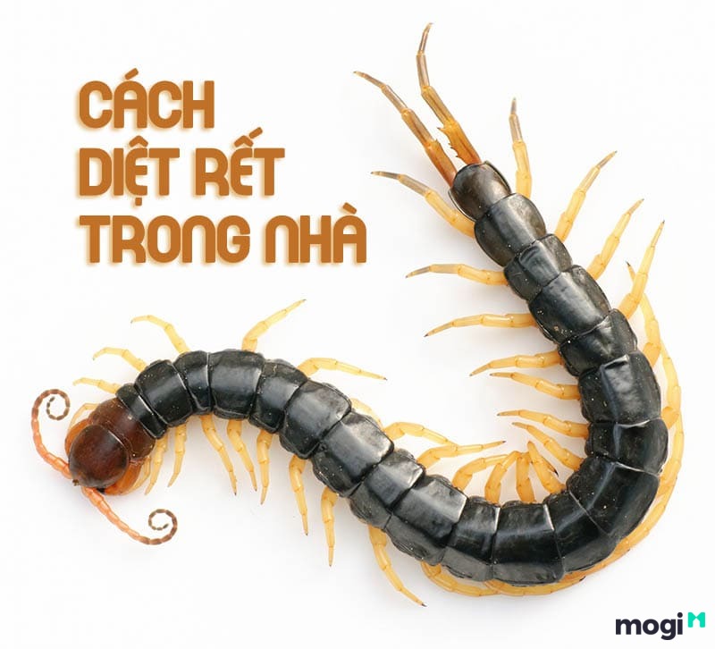 Diệt rết và các loại côn trùng trong nhà