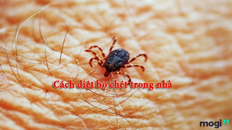 Diệt bọ chét và các loại côn trùng trong nhà