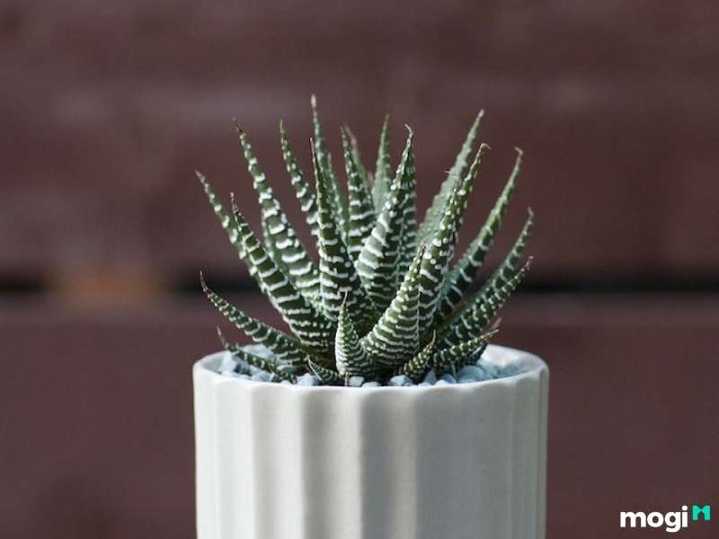 Cây trồng trong nhà không cần ánh sáng