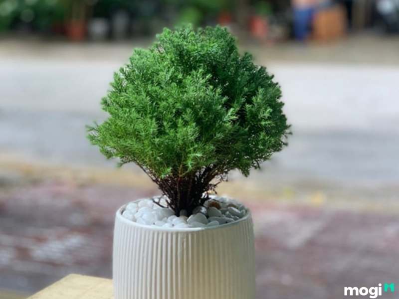 Cây trồng trong nhà không cần ánh sáng