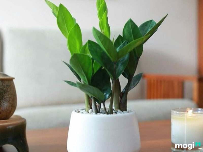 Cây trồng trong nhà không cần ánh sáng