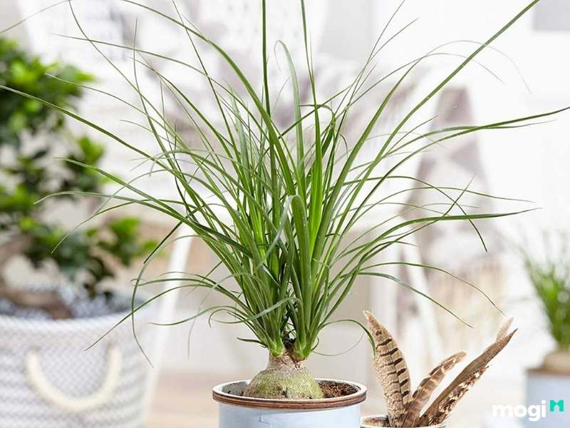 Cây trồng trong nhà không cần ánh sáng