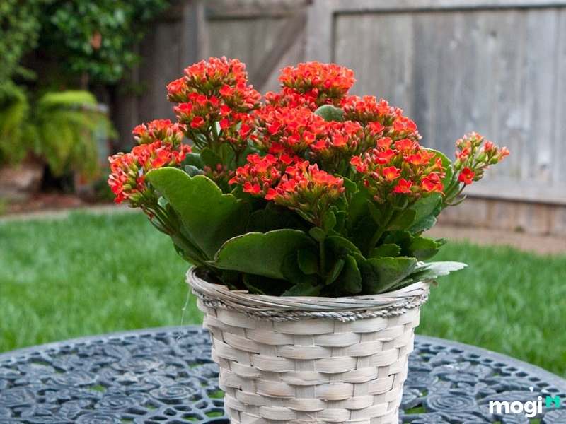 Cây trồng trong nhà không cần ánh sáng