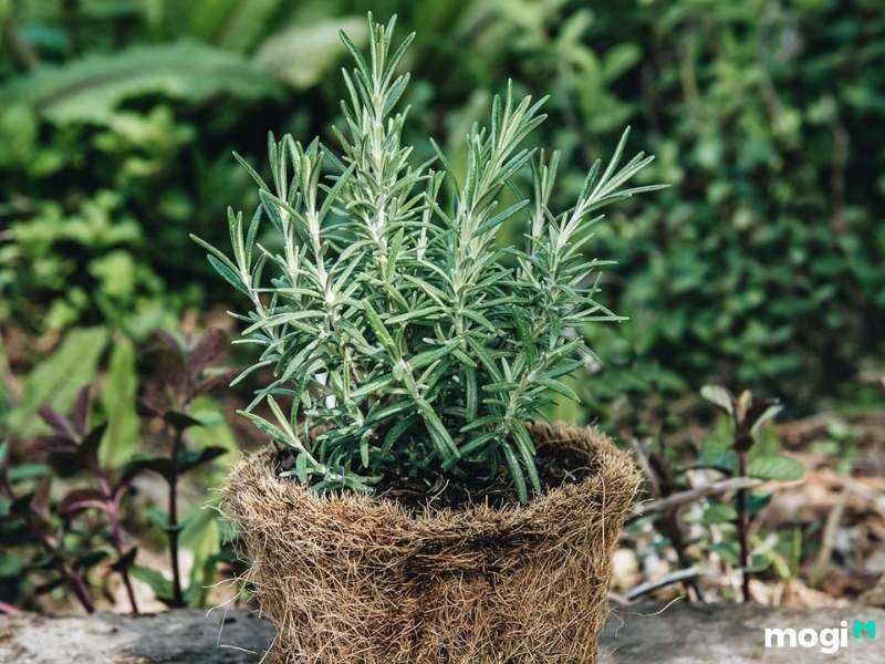 Cây trồng trong nhà không cần ánh sáng