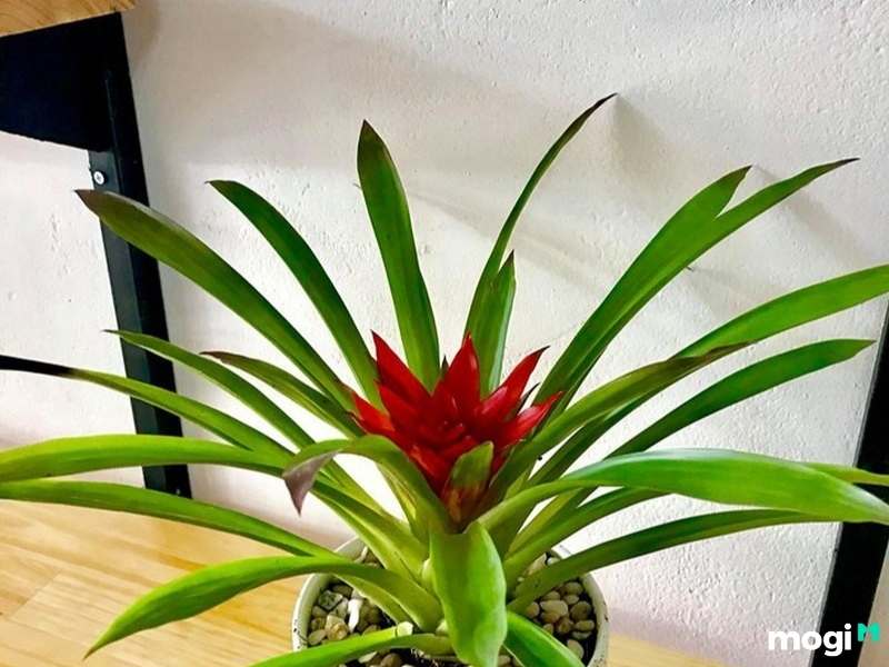 Cây trồng trong nhà không cần ánh sáng