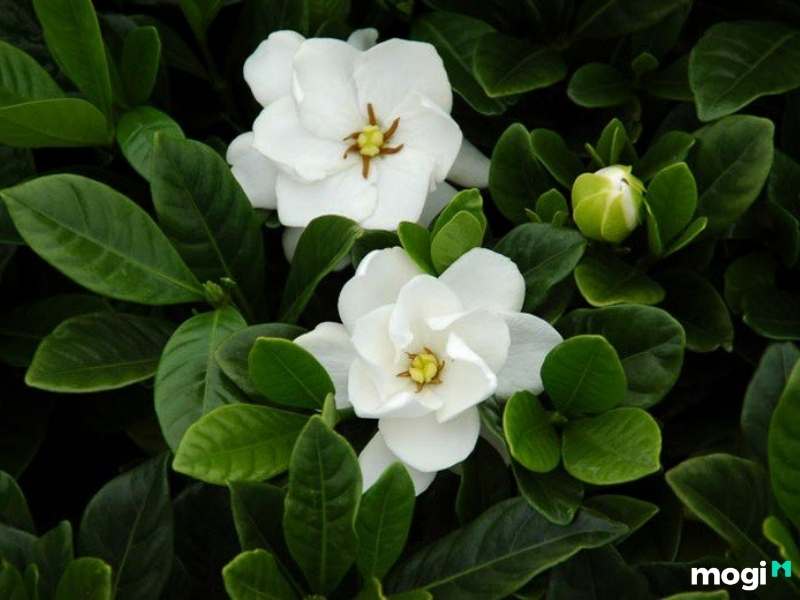 Cây trồng trong nhà không cần ánh sáng