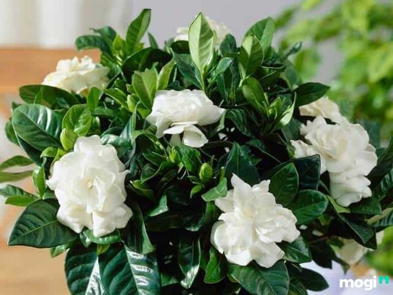 Cây trồng trong nhà không cần ánh sáng