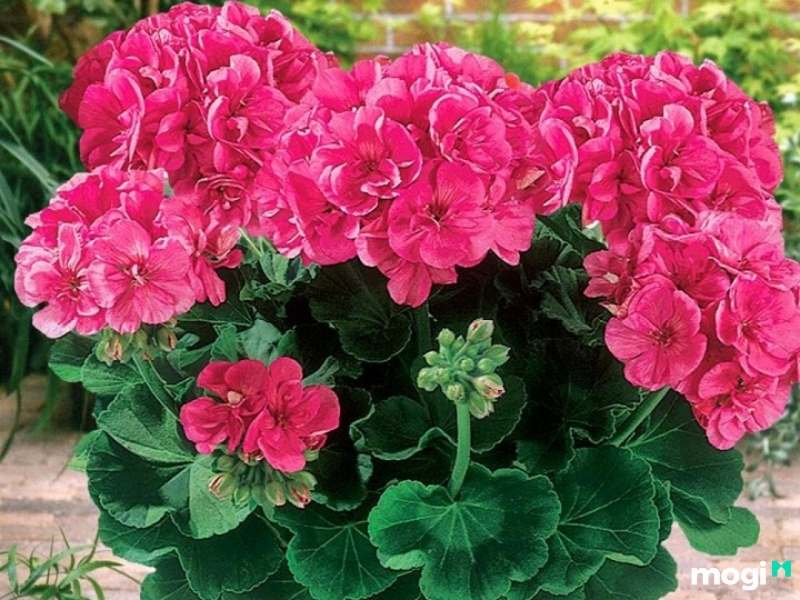 Cây trồng trong nhà không cần ánh sáng