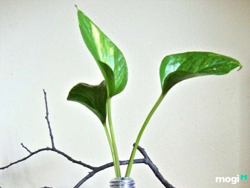 Cây trồng trong nhà không cần ánh sáng