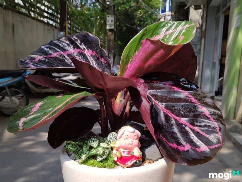 Cây trồng trong nhà không cần ánh sáng