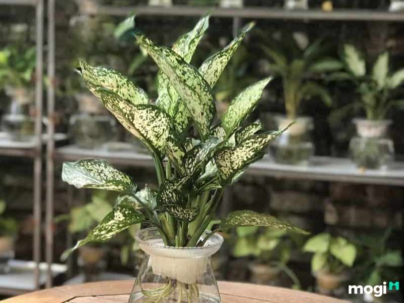 Cây trồng trong nhà không cần ánh sáng