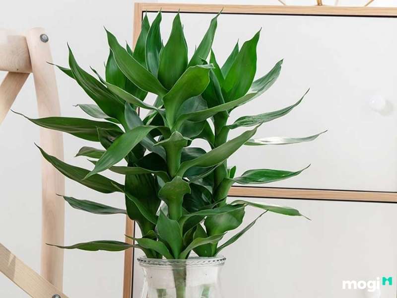 Cây trồng trong nhà không cần ánh sáng