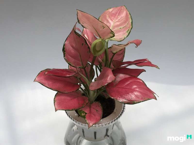 Cây trồng trong nhà không cần ánh sáng