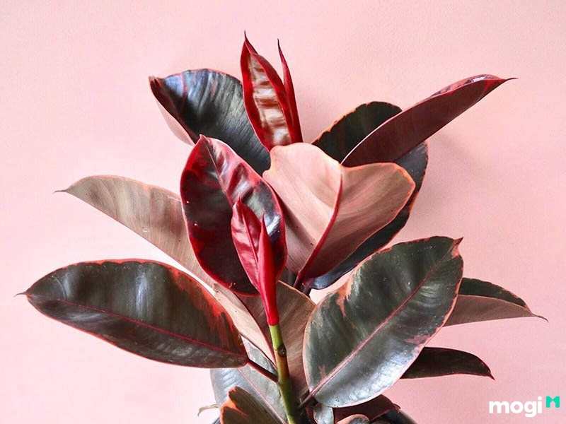 Cây trồng trong nhà không cần ánh sáng