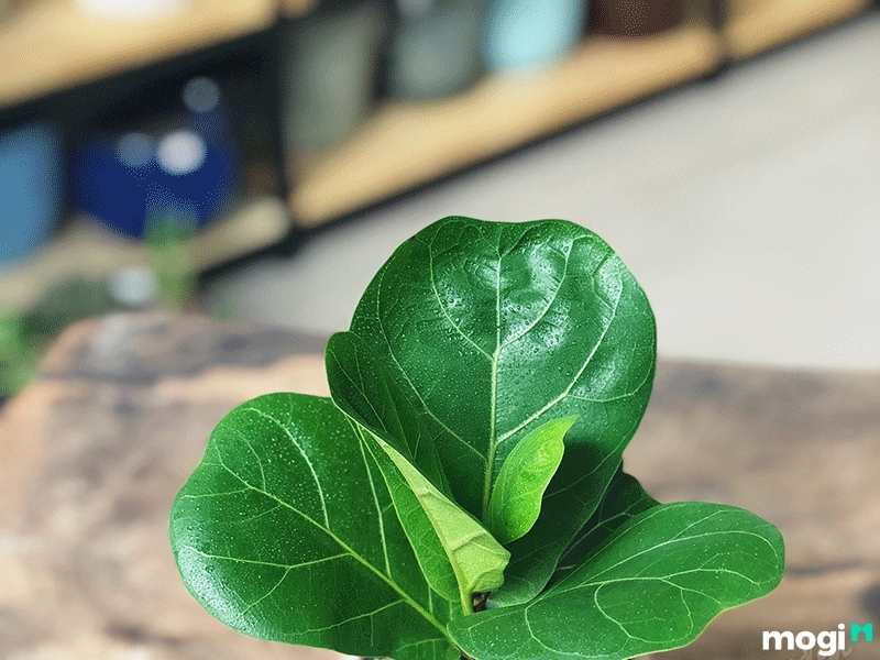 Cây trồng trong nhà không cần ánh sáng