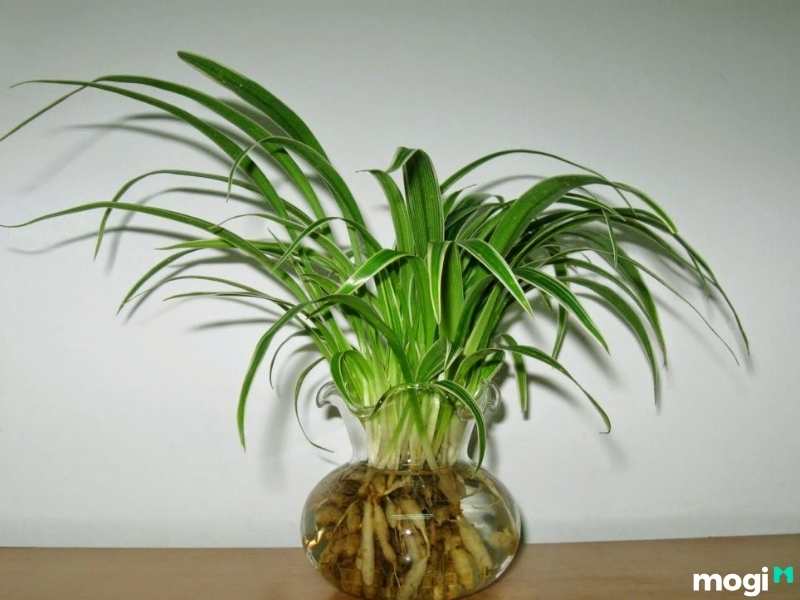 Cây trồng trong nhà không cần ánh sáng