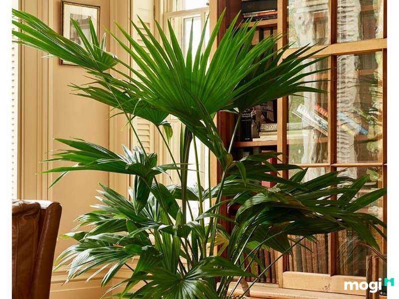 Cây trồng trong nhà không cần ánh sáng