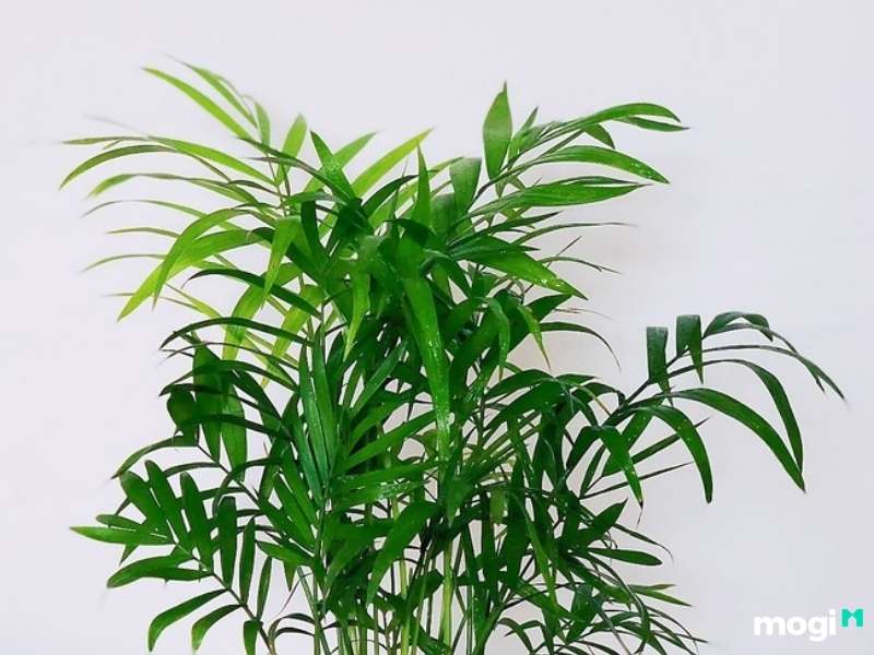 Cây trồng trong nhà không cần ánh sáng