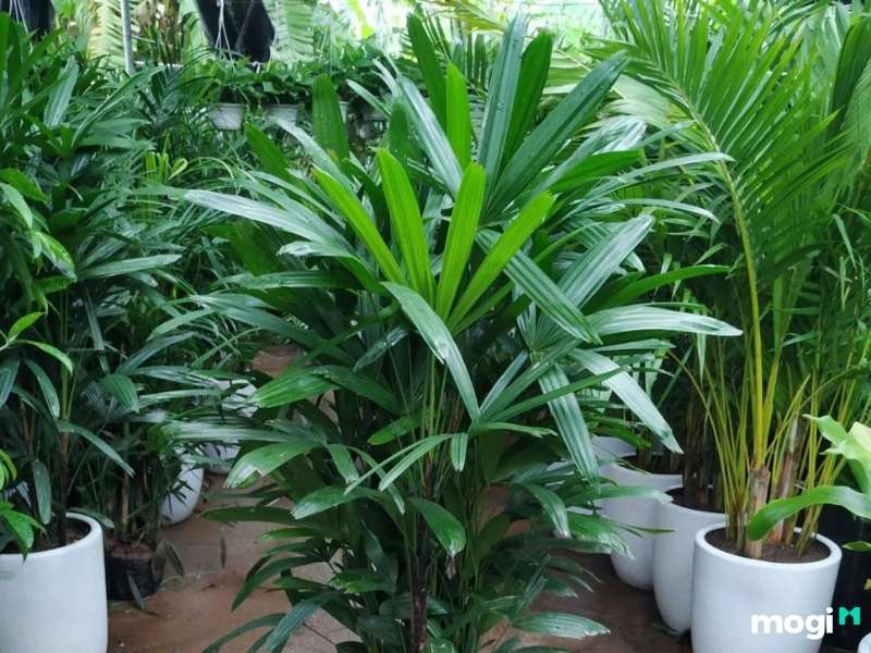 Cây trồng trong nhà không cần ánh sáng