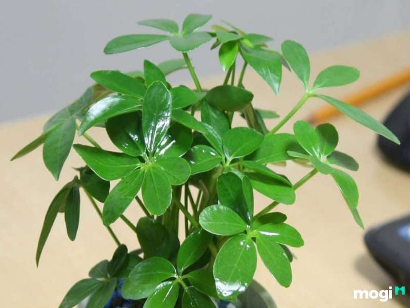 Cây trồng trong nhà không cần ánh sáng