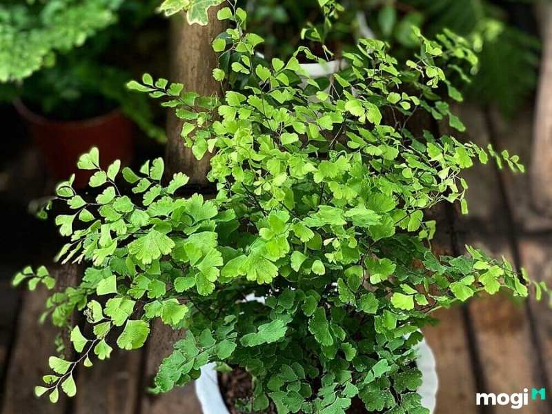 Cây trồng trong nhà không cần ánh sáng