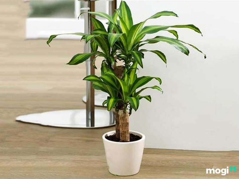 Cây trồng trong nhà không cần ánh sáng