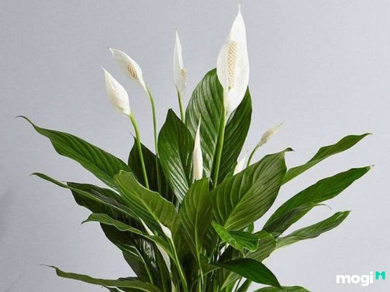 Cây trồng trong nhà không cần ánh sáng