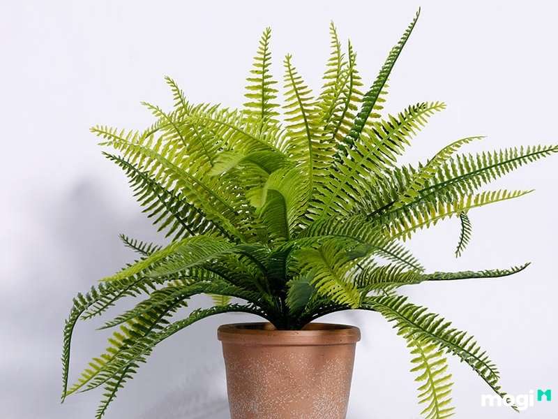 Cây trồng trong nhà không cần ánh sáng