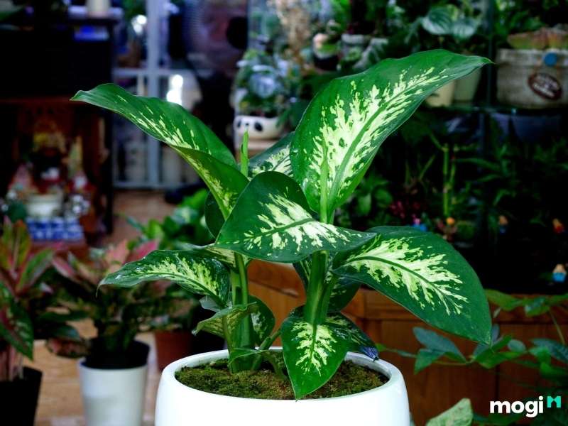 Cây trồng trong nhà không cần ánh sáng