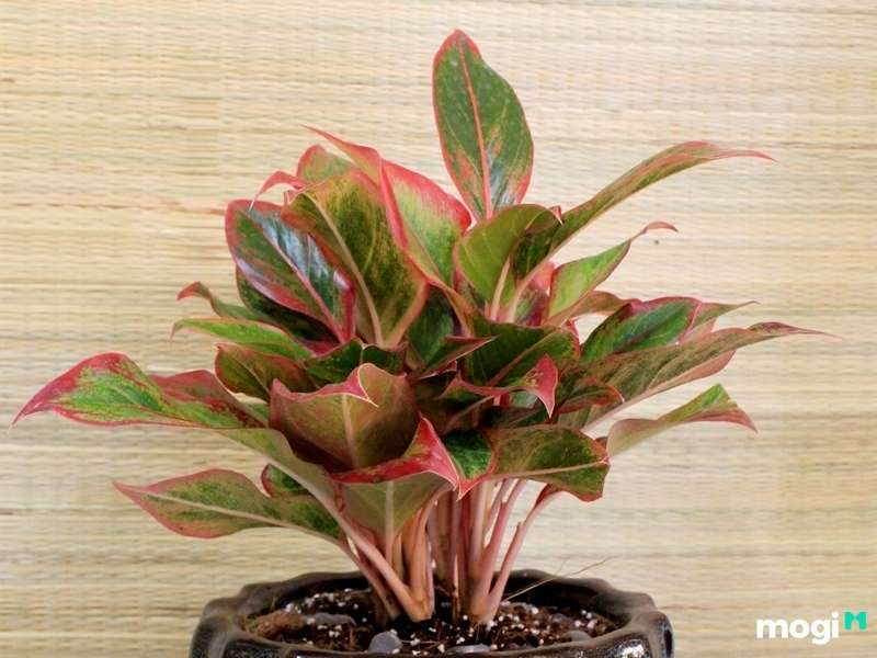 Cây trồng trong nhà không cần ánh sáng