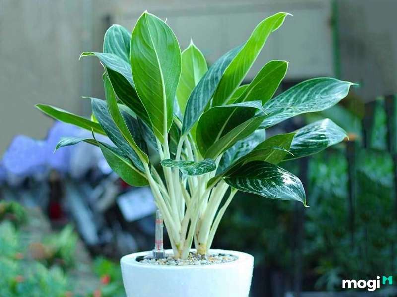 Cây trồng trong nhà không cần ánh sáng